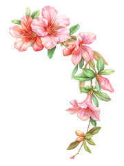 Pink white rose vintage azalea flowers garland wreath isolated on white background. Watercolor colored  pencil  illustration.