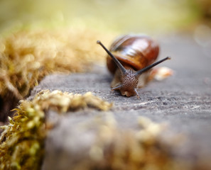 A small brown snail
