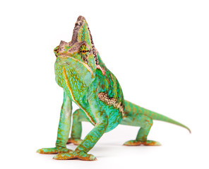 Veiled chameleon (chamaeleo calyptratus) close-up. © Lukas Gojda