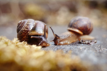 Two little snails.