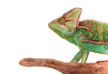 Veiled chameleon (chamaeleo calyptratus) close-up.