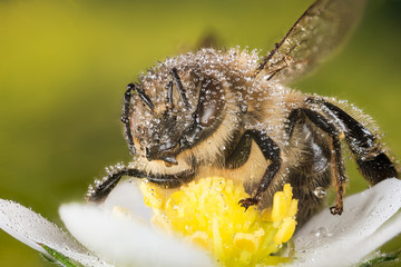Focus Stacking - European Honey Bee, Honey Bee, Honeybee, Bee