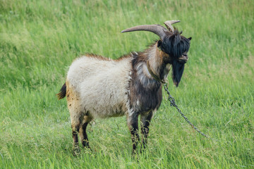 Stylish goat with bang and beard on background of green meadow. Could be used as livejournal Goat Frank concept