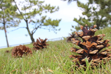 Pine