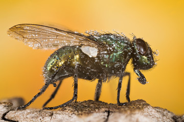 Focus Stacking - Common Green Bottle Fly, Greenbottle Fly, Flies