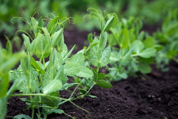 sprout at the garden
