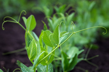 sprout at the garden