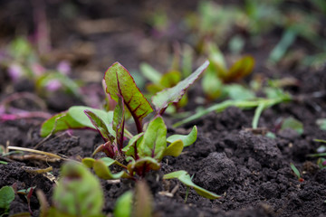 sprout at the garden