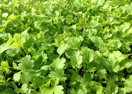 Green coriander cilantro herb growing commercially