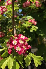 Fuscia Spring Blossom