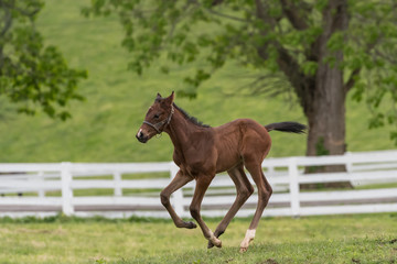 Young Foal Tests Out His Legs