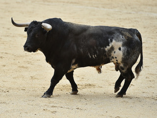 bull