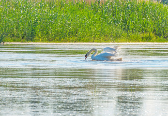 Swan along the shore of a lake in spring