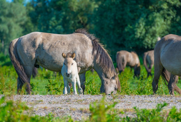 Feral horses in a meadow in wetland in spring