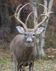 Whitetail Buck Portrait Full Body