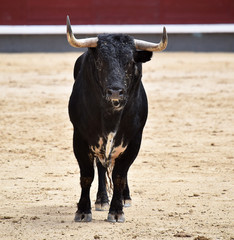bull