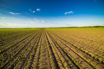 Green corn maize field in early stage