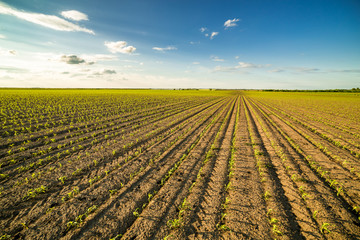 Green corn maize field in early stage