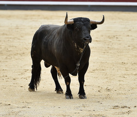 bull