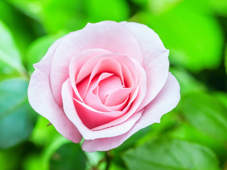 Pink Rose Flower on Natural Background