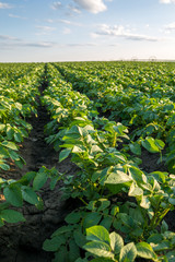 Fototapeta na wymiar Green field of potato crops in a row