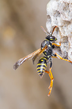 Wasp Insect on Hive Nest
