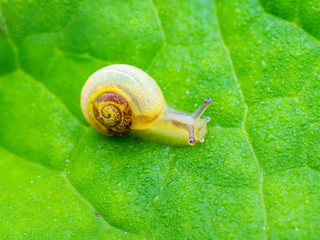 Tiny Snail Crawling on Green Plant Leaf