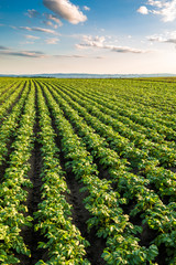 Green field of potato crops in a row