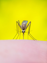 Zika Virus Mosquito Sting on Bright Yellow Background