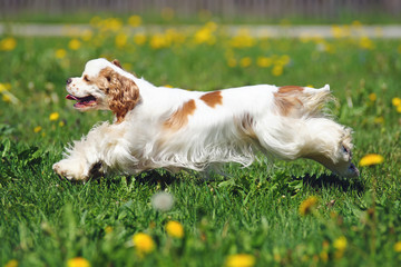 White and red American Cocker Spaniel dog running on a green grass with yellow dandelions
