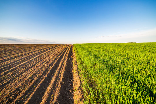 Green field of tillering wheat. Tillering usually starts when plant has 3-4 leaves.