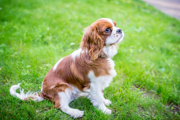 A beautiful little dog breeds a spaniel sitting on a green meadow. Horizontal frame