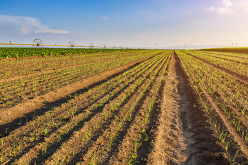 Onion field, maturing at spring. Agricultural landscape