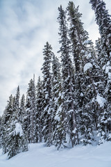 Rocky Mountain near Lake Louise