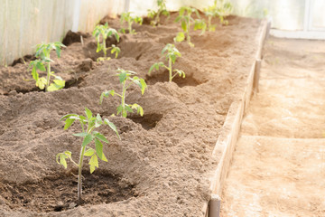 Bed of seedlings on the left of the path in the greenhouse
