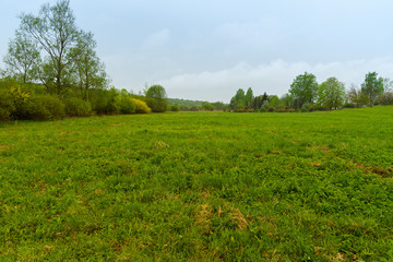 Forest clearing with low grass in the month of may