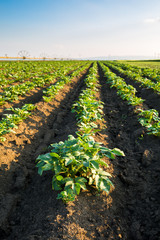 Green field of potato crops in a row
