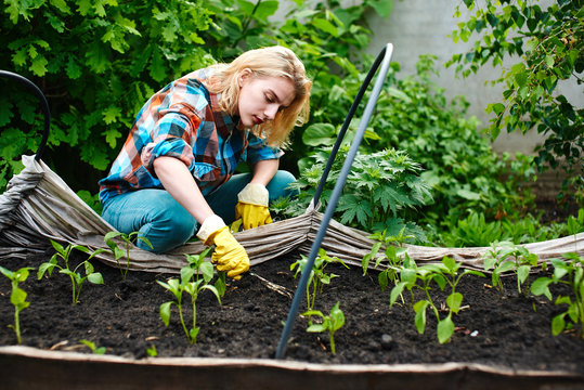 The girl in the process of planting seedlings in a greenhouse in the garden