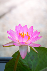Obraz premium Lotus flowers blooming on the pond in summer