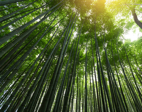 Fototapeta Bamboo forest