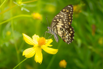 Beautiful Butterfly on Colorful Flower