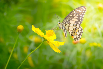 Beautiful Butterfly on Colorful Flower