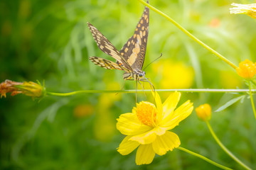 Beautiful Butterfly on Colorful Flower