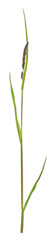 Cat grass, Dactylis glomerata isolated on white background