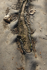 Tree roots cracking asphalt road