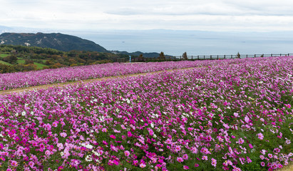 Pink cosmos flower in garden