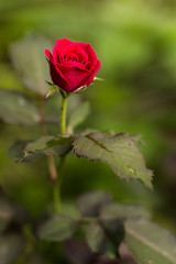 little red rose in the park