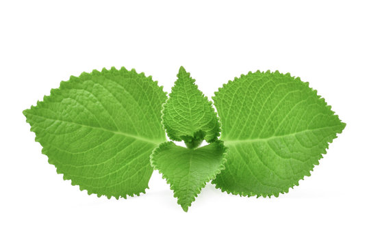 Green Leaves (Country Borage,Indian Borage,Coleus amboinicus Lour( Plectranthus amboinicus (Lour.)) isolate on white background.