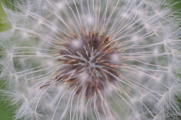 Closeup Dandelion Capitulum
