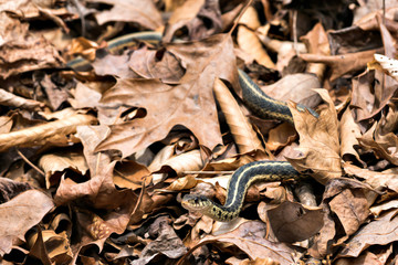 Snake in plain site - 158420297